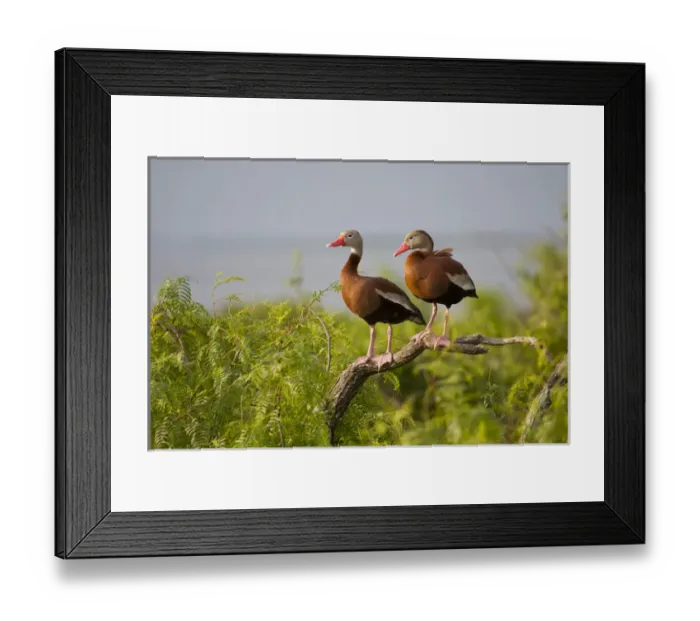 Framed Print : Black-bellied Whistling Duck (Dendrocygna autumnalis) perched in south Texas habitat Framed Print : Black-bellied Whistling Duck (Dendrocygna autumnalis) perched in south Texas habitat