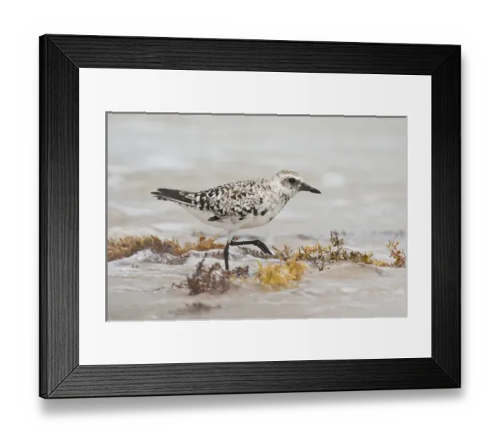 Framed Print : Black-bellied Plover (Pluvialis squatarola) on South Padre Island, Texas beach Framed Print : Black-bellied Plover (Pluvialis squatarola) on South Padre Island, Texas beach