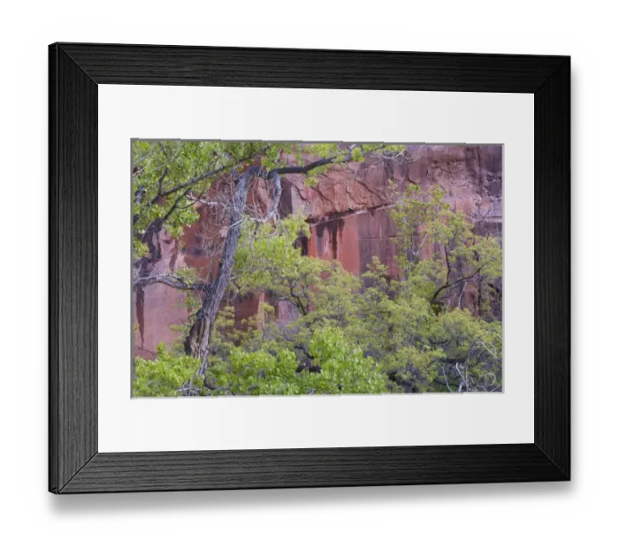 Framed Print : Fremont cottonwoods and pink cliffs, Zion National Park, Utah, USA Framed Print : Fremont cottonwoods and pink cliffs, Zion National Park, Utah, USA