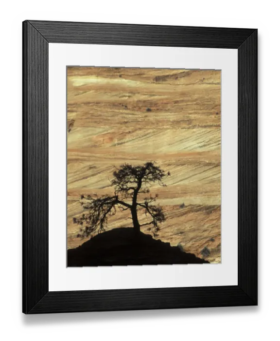 Framed Print : USA, Utah, Zion National Park. Pine tree sihouetted against rock strata. Credit as Framed Print : USA, Utah, Zion National Park. Pine tree sihouetted against rock strata. Credit as
