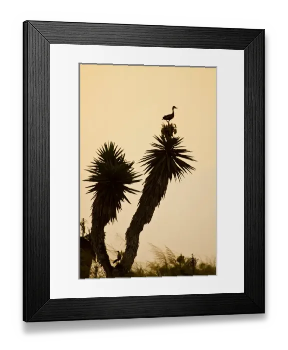 Framed Print : Black-bellied Whistling Duck (Dendrocygna autumnalis) perched in south Texas habitat Framed Print : Black-bellied Whistling Duck (Dendrocygna autumnalis) perched in south Texas habitat