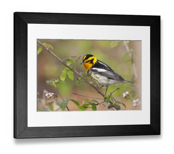 Framed Print : Blackburnian Warbler (Dendroica fusca) adult male foraging for insects in lantana garden
