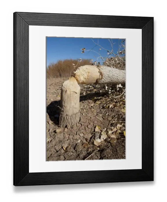 Framed Print : Cottonwood tree cutting by beavers, New Mexico Framed Print : Cottonwood tree cutting by beavers, New Mexico