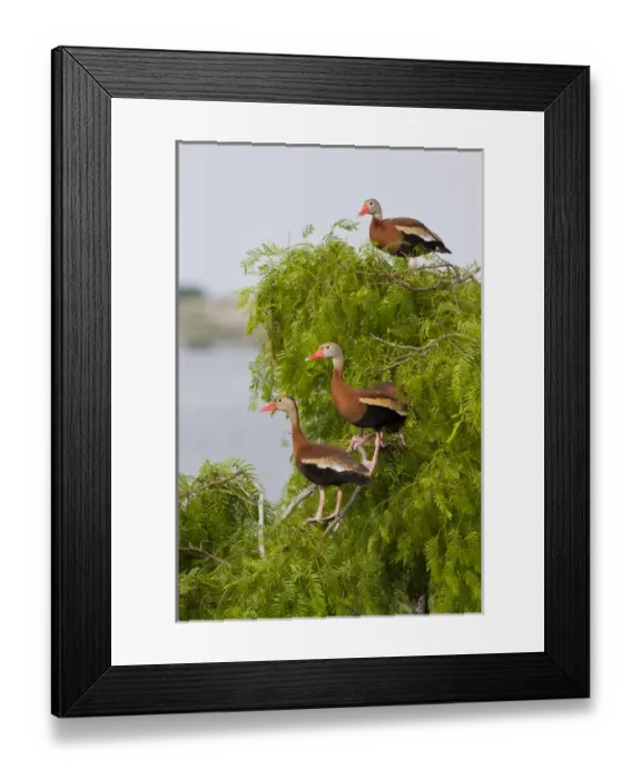 Framed Print : Black-bellied Whistling Duck (Dendrocygna autumnalis) perched in south Texas habitat Framed Print : Black-bellied Whistling Duck (Dendrocygna autumnalis) perched in south Texas habitat