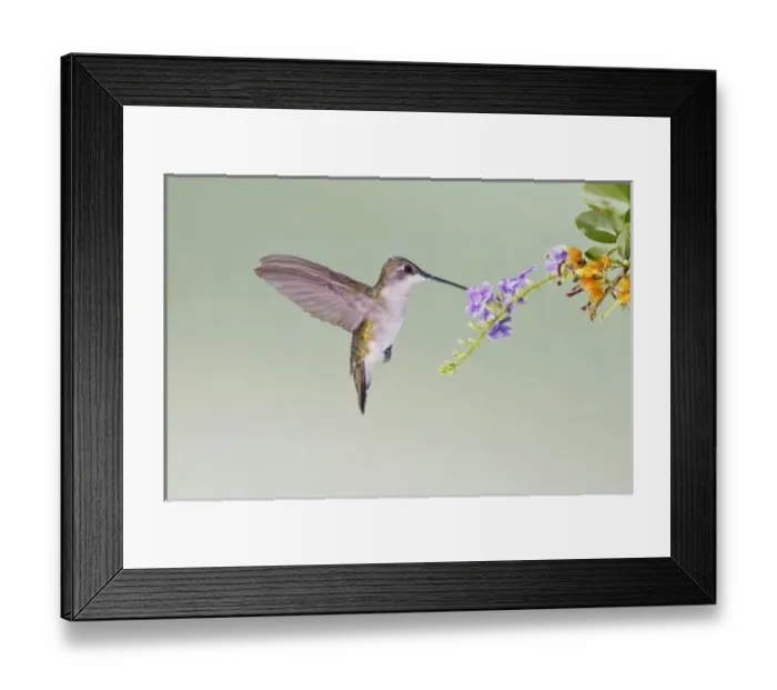 Framed Print : Black-chinned Hummingbird (Archilochus alexandri) female feeding at flowers, s. Texas