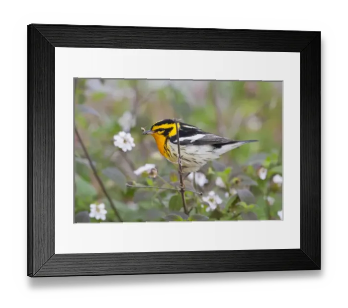 Framed Print : Blackburnian Warbler (Dendroica fusca) adult male foraging for insects in lantana garden Framed Print : Blackburnian Warbler (Dendroica fusca) adult male foraging for insects in lantana garden