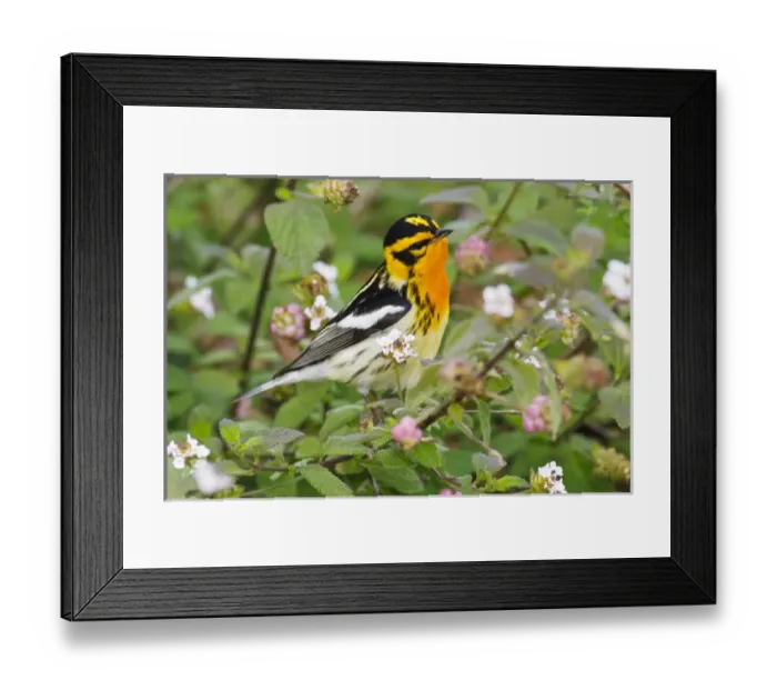 Framed Print : Blackburnian Warbler (Dendroica fusca) adult male foraging for insects in lantana garden Framed Print : Blackburnian Warbler (Dendroica fusca) adult male foraging for insects in lantana garden