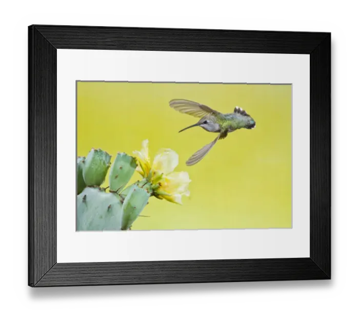 Framed Print : Black-chinned Hummingbird (Archilochus alexandri) female feeding at prickly pear cactus flowers