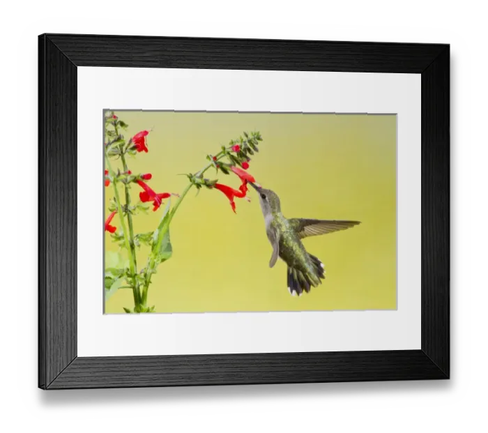 Framed Print : Black-chinned Hummingbird (Archilochus alexandri) female feeding at red salvia flowers Framed Print : Black-chinned Hummingbird (Archilochus alexandri) female feeding at red salvia flowers