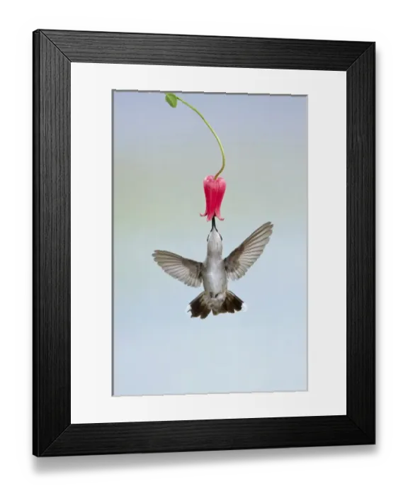 Framed Print : Black-chinned Hummingbird (Archilochus alexandri) female feeding at flowers, Texas Framed Print : Black-chinned Hummingbird (Archilochus alexandri) female feeding at flowers, Texas