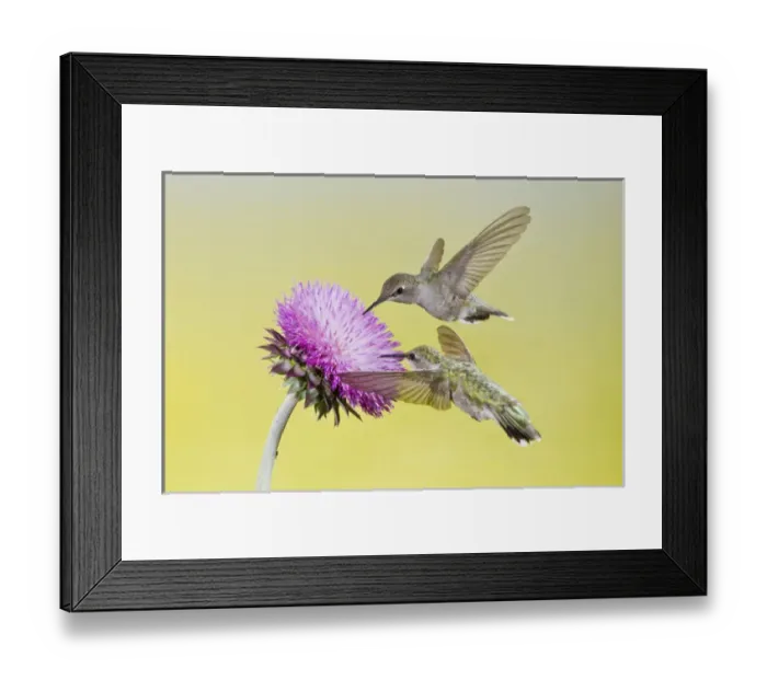 Framed Print : Black-chinned Hummingbird (Archilochus alexandri) females feeding at flowers, Texas Framed Print : Black-chinned Hummingbird (Archilochus alexandri) females feeding at flowers, Texas