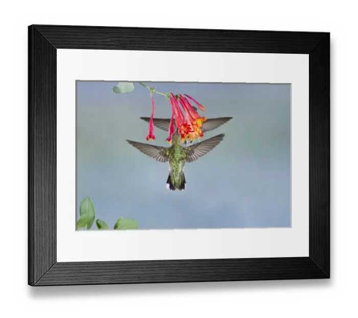 Framed Print : Black-chinned Hummingbird (Archilochus alexandri) female feeding at flowers, Texas Framed Print : Black-chinned Hummingbird (Archilochus alexandri) female feeding at flowers, Texas
