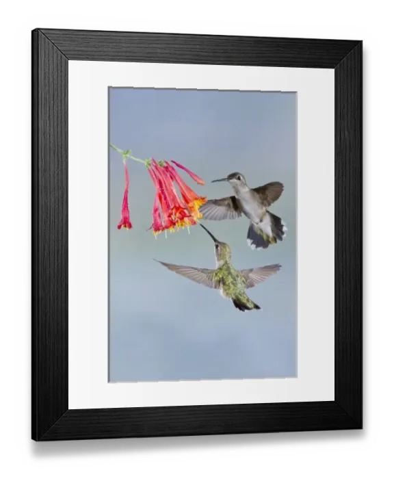 Framed Print : Black-chinned Hummingbird (Archilochus alexandri) female feeding at flowers, Texas Framed Print : Black-chinned Hummingbird (Archilochus alexandri) female feeding at flowers, Texas