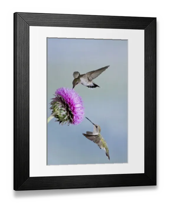 Framed Print : Black-chinned Hummingbird (Archilochus alexandri) females feeding at flowers, Texas Framed Print : Black-chinned Hummingbird (Archilochus alexandri) females feeding at flowers, Texas