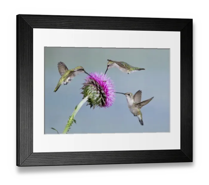 Framed Print : Black-chinned Hummingbird (Archilochus alexandri) females feeding at flowers, Texas Framed Print : Black-chinned Hummingbird (Archilochus alexandri) females feeding at flowers, Texas