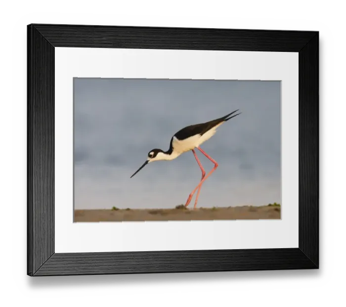 Framed Print : Black- necked Stilt (Himantopus mexicanus) adult foraging along beach, Laguna Madre bay Framed Print : Black- necked Stilt (Himantopus mexicanus) adult foraging along beach, Laguna Madre bay