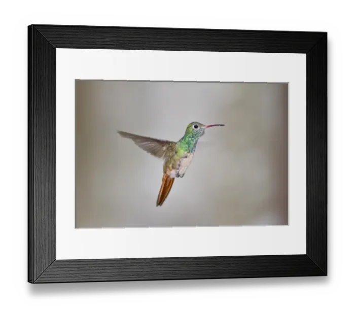 Framed Print : Buff-bellied Hummingbird (Amazilia yucatanensis) hovering in flight Framed Print : Buff-bellied Hummingbird (Amazilia yucatanensis) hovering in flight