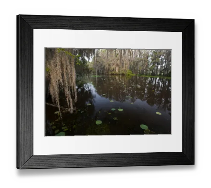 Framed Print : Caddo Lake, Texass largest natural lake