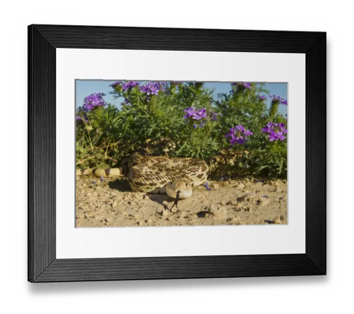 Framed Print : Bull Snake (Pituophus catenifer sayi) crawling from verbena wildflowers, west Texas Framed Print : Bull Snake (Pituophus catenifer sayi) crawling from verbena wildflowers, west Texas