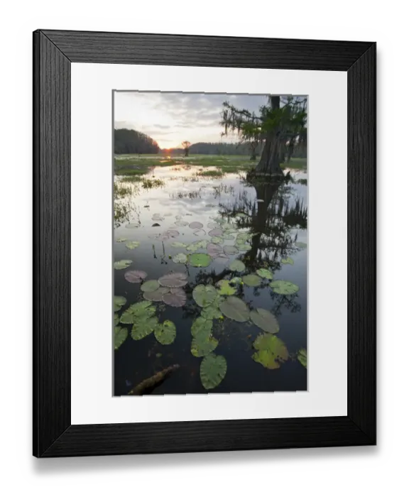 Framed Print : Caddo Lake, Texass largest natural lake at sunrise Framed Print : Caddo Lake, Texass largest natural lake at sunrise