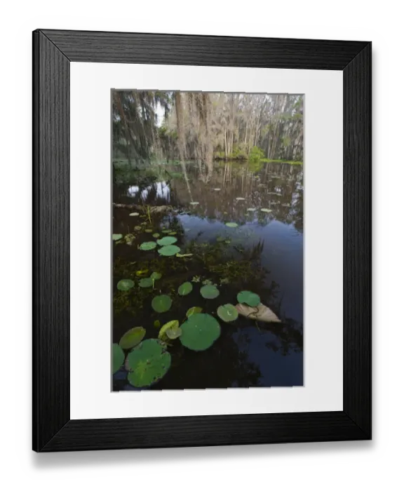 Framed Print : Caddo Lake, Texass largest natural lake Framed Print : Caddo Lake, Texass largest natural lake