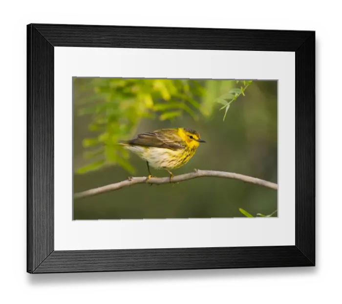 Framed Print : Cape May Warbler (Dendroica tigrina) juvenile male foraging during migration Framed Print : Cape May Warbler (Dendroica tigrina) juvenile male foraging during migration