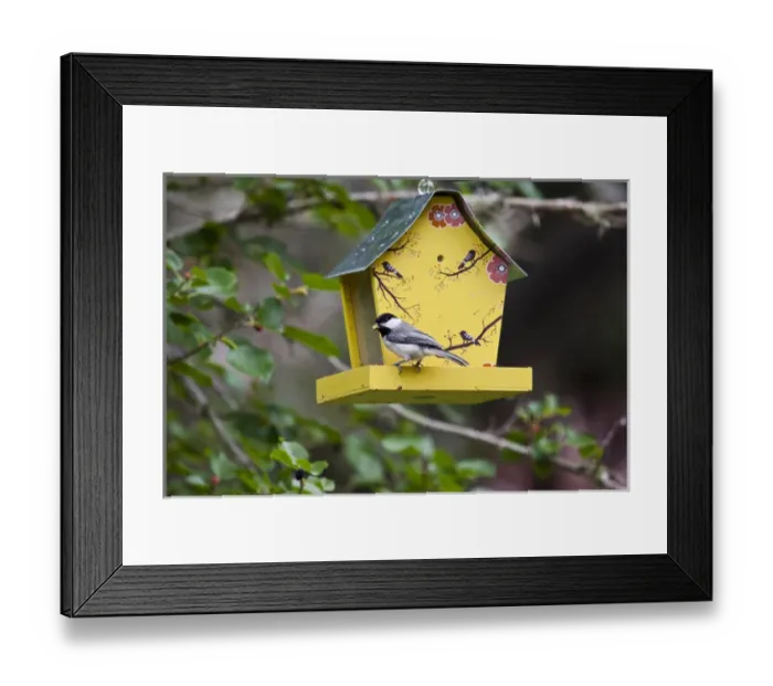 Framed Print : Carolina Chickadee (Poecile carolinensis) adult at feeder Framed Print : Carolina Chickadee (Poecile carolinensis) adult at feeder
