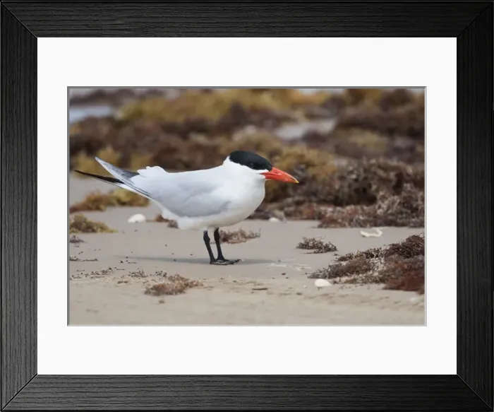 Framed Print : Caspian Tern (Sterna caspia) resting on Gulf of Mexico beach