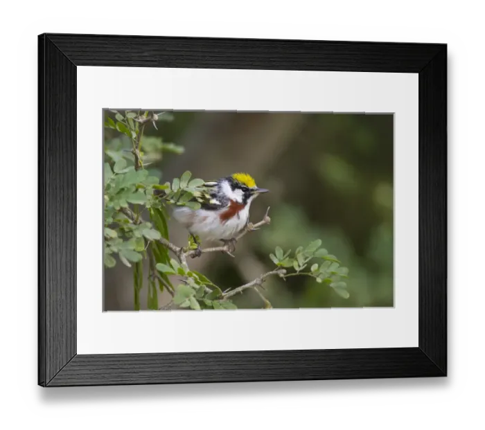 Framed Print : Chestnut-sided Warbler (Dendroica pensylvanica) male during spring migratiion