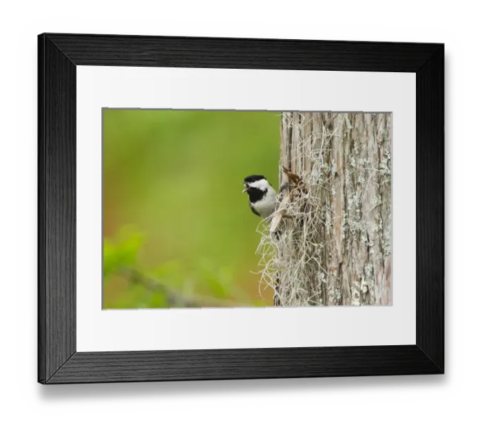Framed Print : Carolina Chickadee (Poecile carolinensis) adult male singing on territory, May Framed Print : Carolina Chickadee (Poecile carolinensis) adult male singing on territory, May