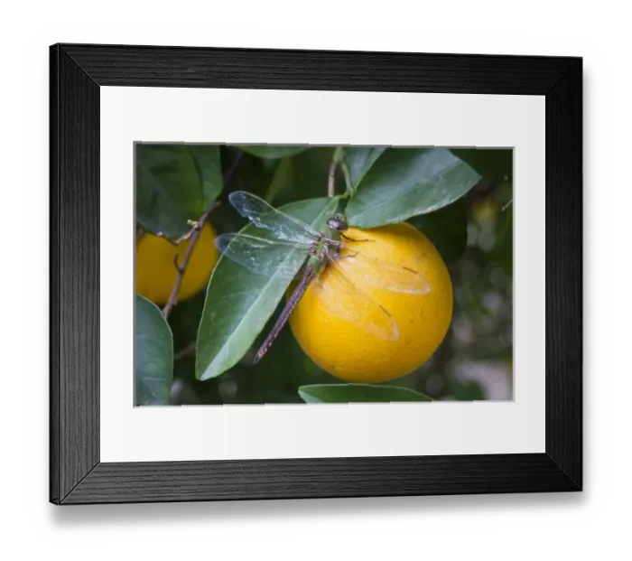 Framed Print : Common Green Darner (Anax junius) resting on orange in citrus grove, Mission, Texas Framed Print : Common Green Darner (Anax junius) resting on orange in citrus grove, Mission, Texas