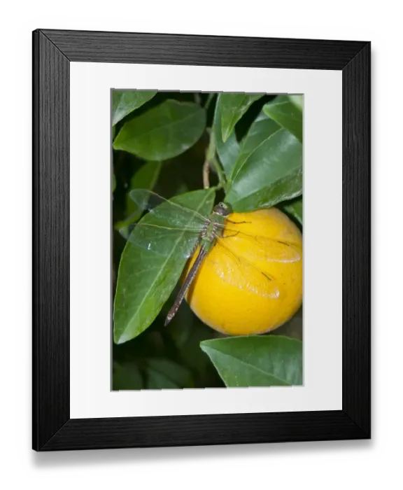 Framed Print : Common Green Darner (Anax junius) resting on orange in citrus grove, Mission, Texas Framed Print : Common Green Darner (Anax junius) resting on orange in citrus grove, Mission, Texas