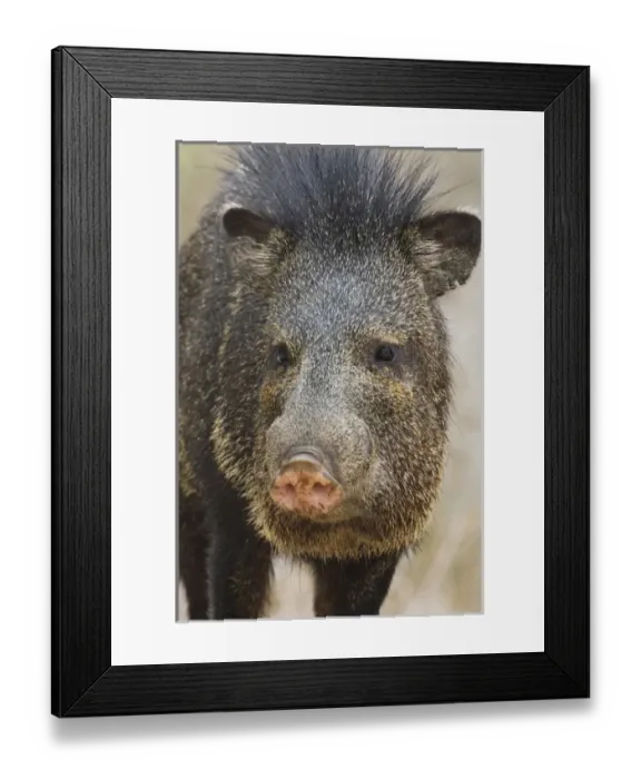 Framed Print : Collared Peccary (Pecari tajacu)