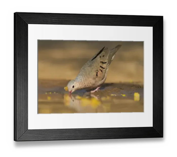 Framed Print : Common Ground-Dove (Columbina passerina) drinking at south Texas pond Framed Print : Common Ground-Dove (Columbina passerina) drinking at south Texas pond