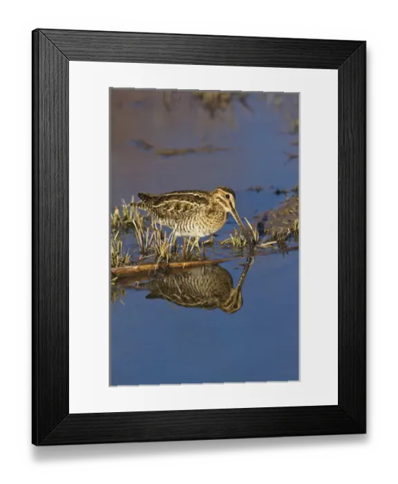 Framed Print : Common Snipe (Gallinago gallinago) feeding in marsh, New Mexico, winter Framed Print : Common Snipe (Gallinago gallinago) feeding in marsh, New Mexico, winter