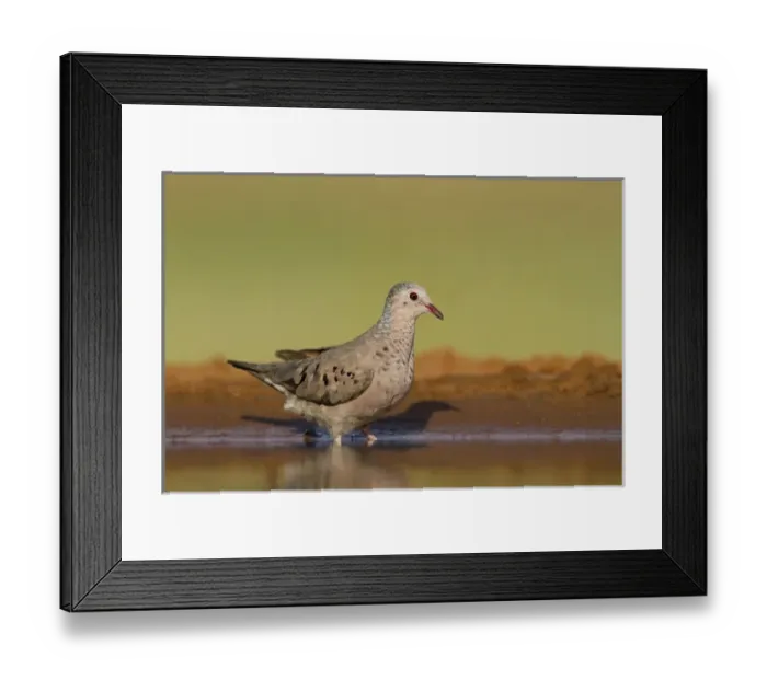 Framed Print : Common Ground-Dove (Columbina passerina) drinking at south Texas pond Framed Print : Common Ground-Dove (Columbina passerina) drinking at south Texas pond