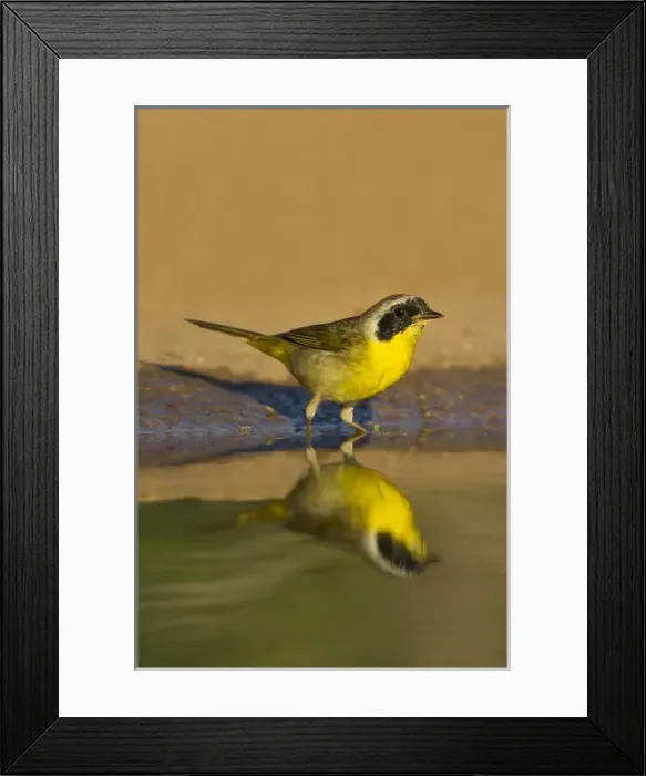 Framed Print : Common Yellowthroat (Geothlypis trichas) male drinking at south Texas pond