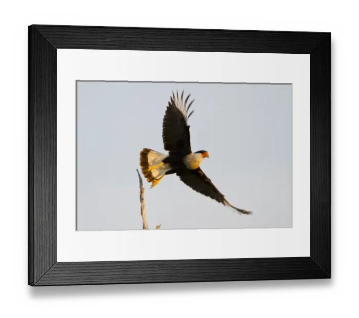 Framed Print : Crested Caracara (Caricara cheriway) adult taking flight Framed Print : Crested Caracara (Caricara cheriway) adult taking flight