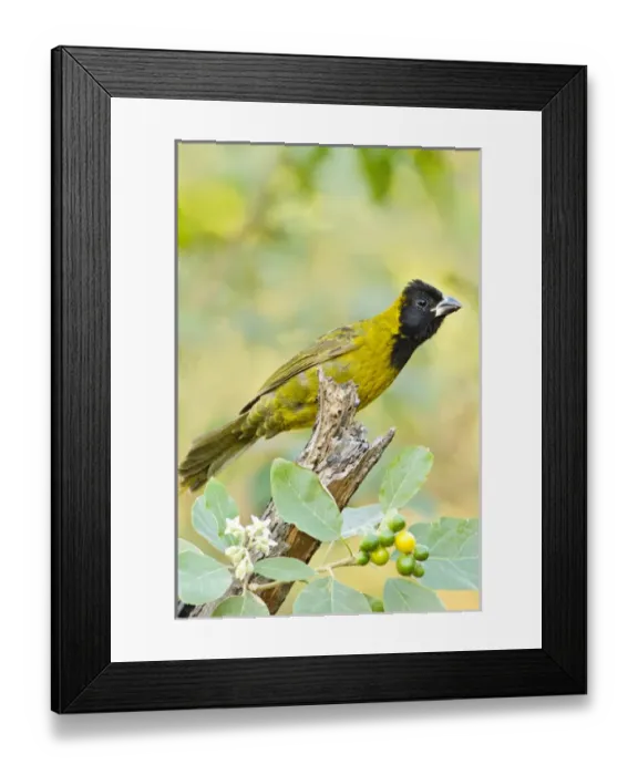 Framed Print : Crimson-collared Grosbeak (Rhodothraupis celaeno) female feeding on potato tree fruit in s Framed Print : Crimson-collared Grosbeak (Rhodothraupis celaeno) female feeding on potato tree fruit in s
