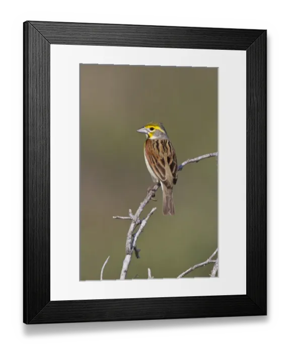 Framed Print : Dickcissel (Spiza americana) male perched during spring migration, Texas Framed Print : Dickcissel (Spiza americana) male perched during spring migration, Texas