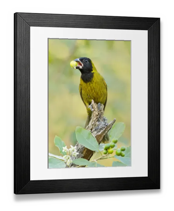 Framed Print : Crimson-collared Grosbeak (Rhodothraupis celaeno) female feeding on potato tree fruit in s