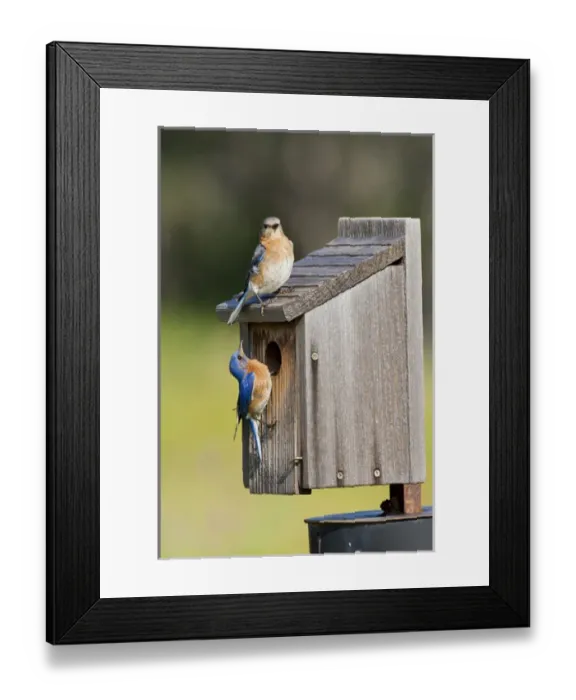 Framed Print : Eastern Bluebird (Sialia sialis) at nestbox feeding young, Texas hill country, May Framed Print : Eastern Bluebird (Sialia sialis) at nestbox feeding young, Texas hill country, May
