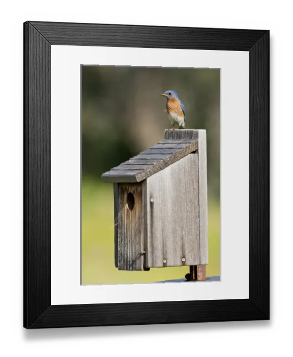 Framed Print : Eastern Bluebird (Sialia sialis) at nestbox feeding young, Texas hill country, May Framed Print : Eastern Bluebird (Sialia sialis) at nestbox feeding young, Texas hill country, May
