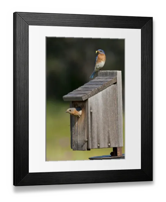 Framed Print : Eastern Bluebird (Sialia sialis) at nestbox feeding young, Texas hill country, May Framed Print : Eastern Bluebird (Sialia sialis) at nestbox feeding young, Texas hill country, May