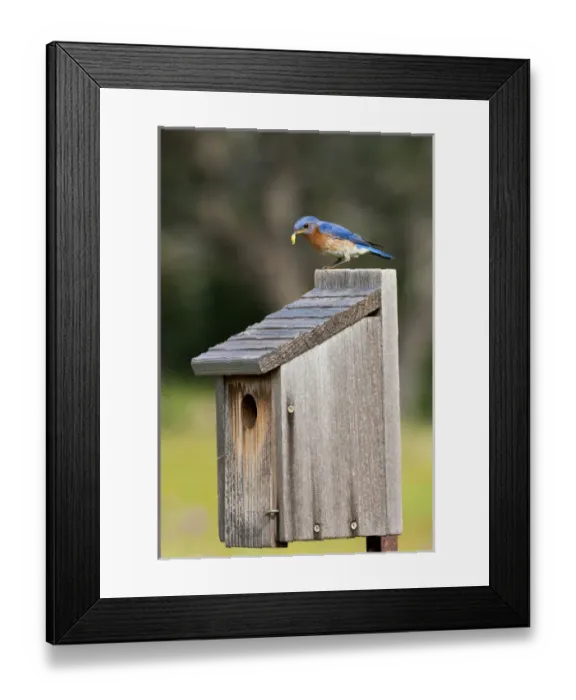 Framed Print : Eastern Bluebird (Sialia sialis) at nestbox feeding young, Texas hill country, May Framed Print : Eastern Bluebird (Sialia sialis) at nestbox feeding young, Texas hill country, May