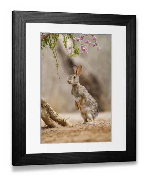 Framed Print : Eastern Cottontail (Sylvilagus floridanus) rabbit feeding on blooms of native plants Framed Print : Eastern Cottontail (Sylvilagus floridanus) rabbit feeding on blooms of native plants