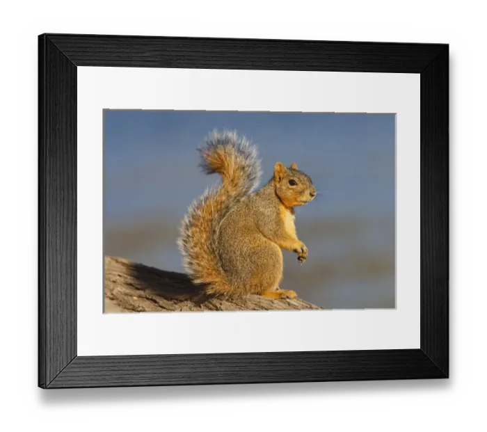 Framed Print : Eastern Fox Squirrel (Sciurus niger) on tree trunk Framed Print : Eastern Fox Squirrel (Sciurus niger) on tree trunk