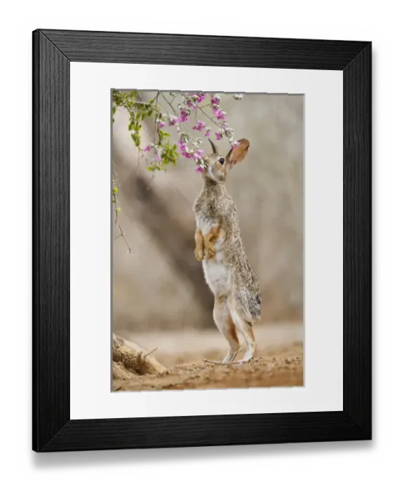 Framed Print : Eastern Cottontail (Sylvilagus floridanus) rabbit feeding on blooms of native plants Framed Print : Eastern Cottontail (Sylvilagus floridanus) rabbit feeding on blooms of native plants