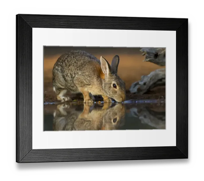 Framed Print : Eastern Cottontail (Sylvilagus floridanus) rabbit drinking at pond in late afternoon Framed Print : Eastern Cottontail (Sylvilagus floridanus) rabbit drinking at pond in late afternoon