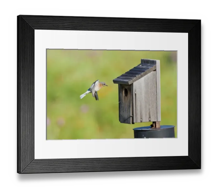 Framed Print : Eastern Bluebird (Sialia sialis) at nestbox feeding young, Texas hill country, May Framed Print : Eastern Bluebird (Sialia sialis) at nestbox feeding young, Texas hill country, May